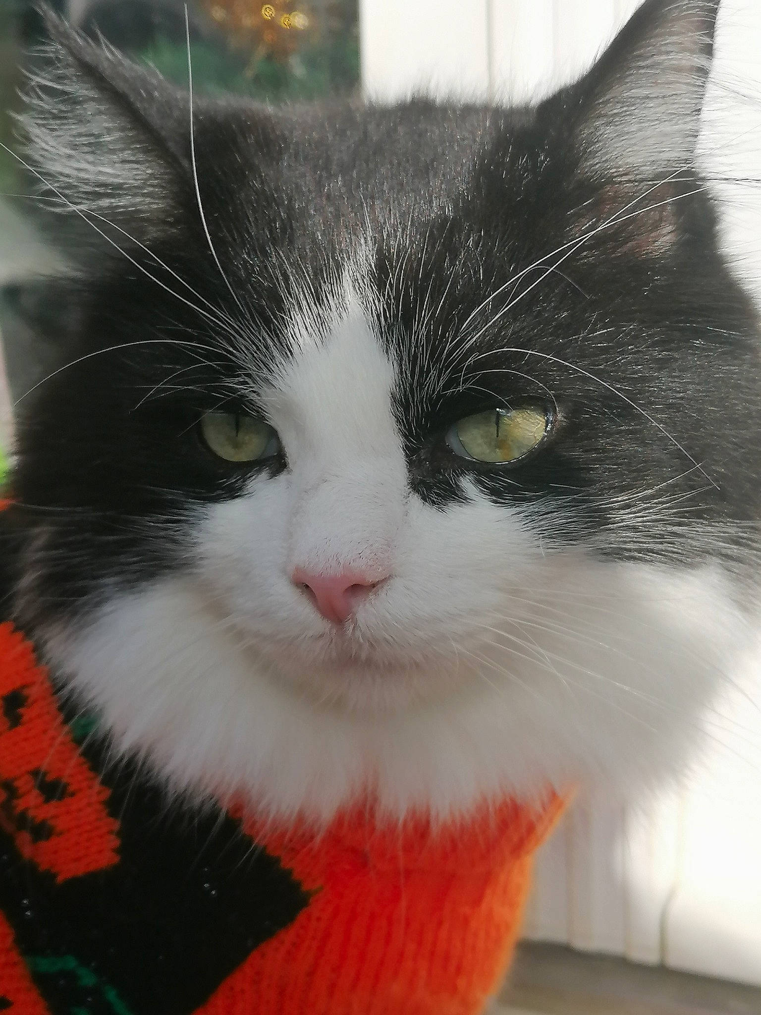 Tanis participe au concours pour gagner de l'argent avec cette photo : carnivore, cat, cat_supply, claw, domestic_short_haired_cat, felidae, fur, iris, mammal, paw, small_to_medium_sized_cats, snout, tail, vertebrate, whiskers, window