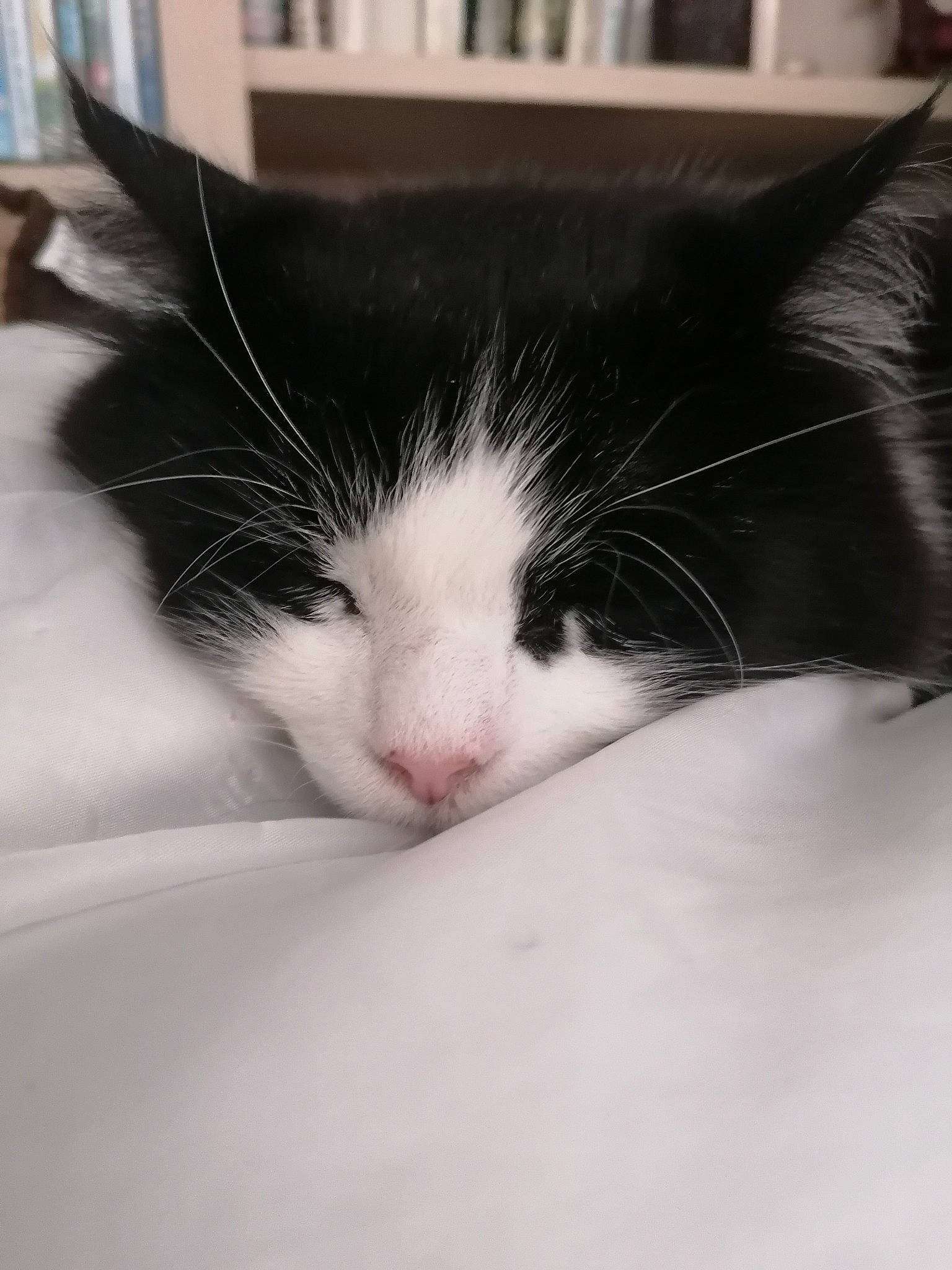 Tanis participe au concours pour gagner de l'argent avec cette photo : carmine, carnivore, cat, comfort, domestic_short_haired_cat, felidae, fur, monochrome, monochrome_photography, nap, paw, sky, small_to_medium_sized_cats, snout, tail, tree, whiskers, window