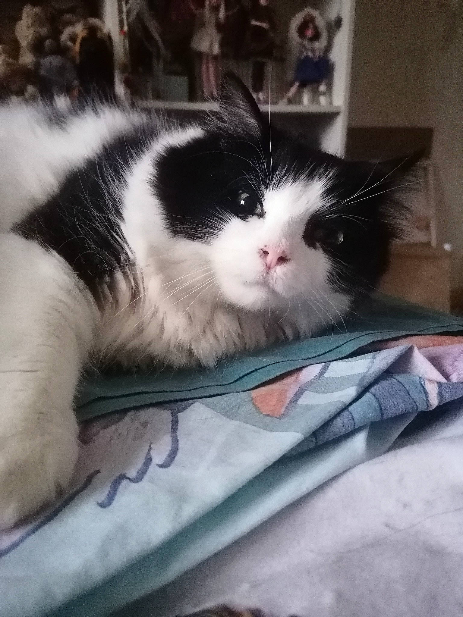 Tanis participe au concours pour gagner de l'argent avec cette photo : box, carnivore, cat, comfort, domestic_short_haired_cat, felidae, fur, small_to_medium_sized_cats, snout, whiskers, windshield