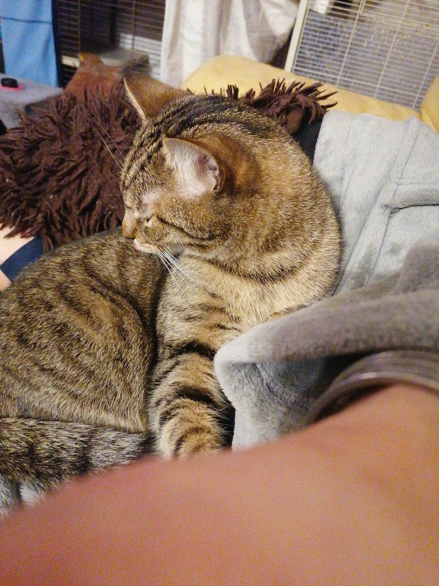 Unzo participe au concours pour gagner de l'argent avec cette photo : carnivore, cat, claw, comfort, domestic_short_haired_cat, felidae, fur, nap, paw, sitting, sleep, small_to_medium_sized_cats, snout, tail, terrestrial_animal, whiskers