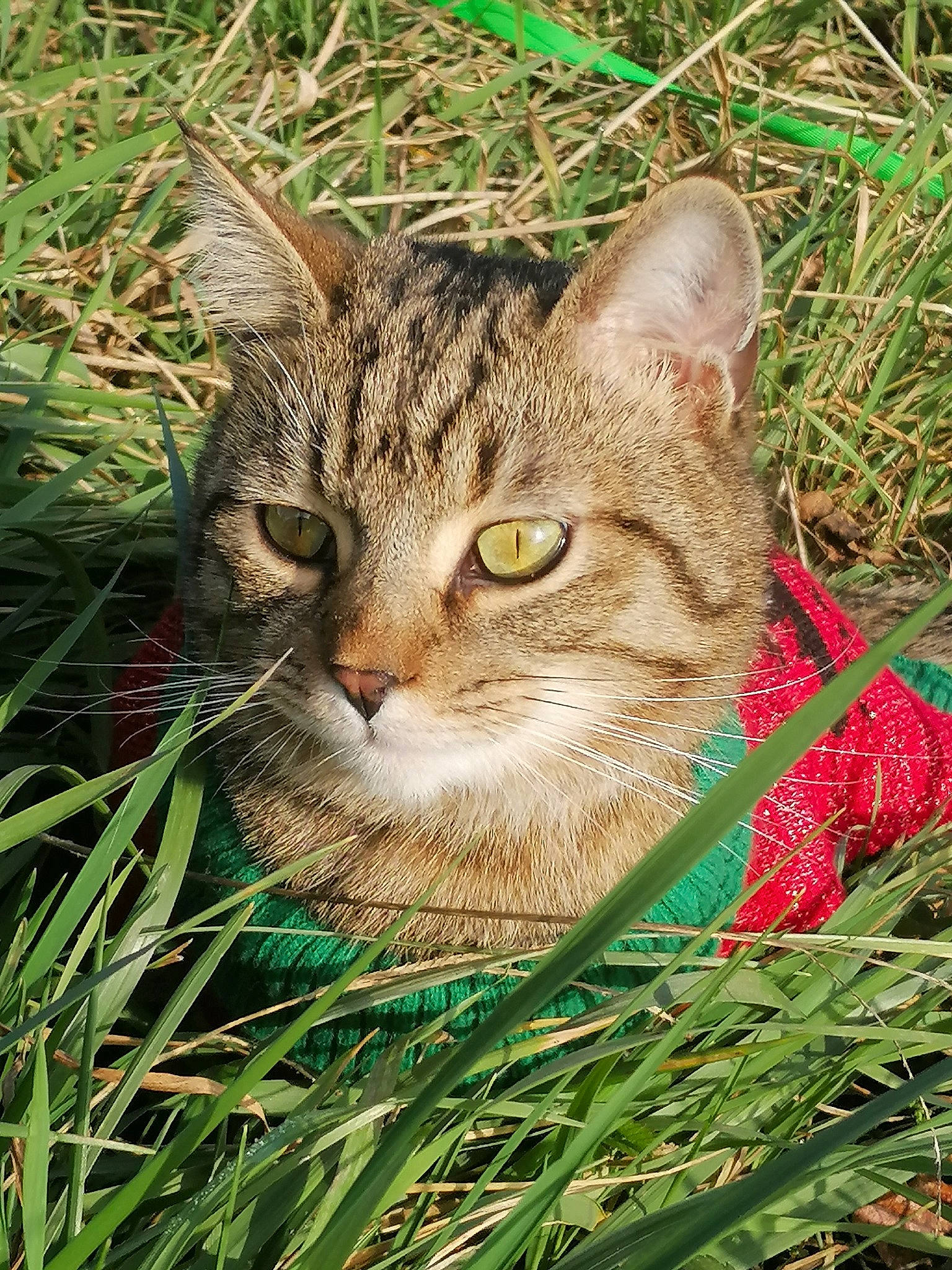 Unzo a rejoint le concours — aidez-le/la à gagner de superbes lots ! carnivore, cat, domestic_short_haired_cat, fawn, felidae, fur, grass, groundcover, plant, small_to_medium_sized_cats, snout, tail, terrestrial_animal, tree, whiskers, wildlife