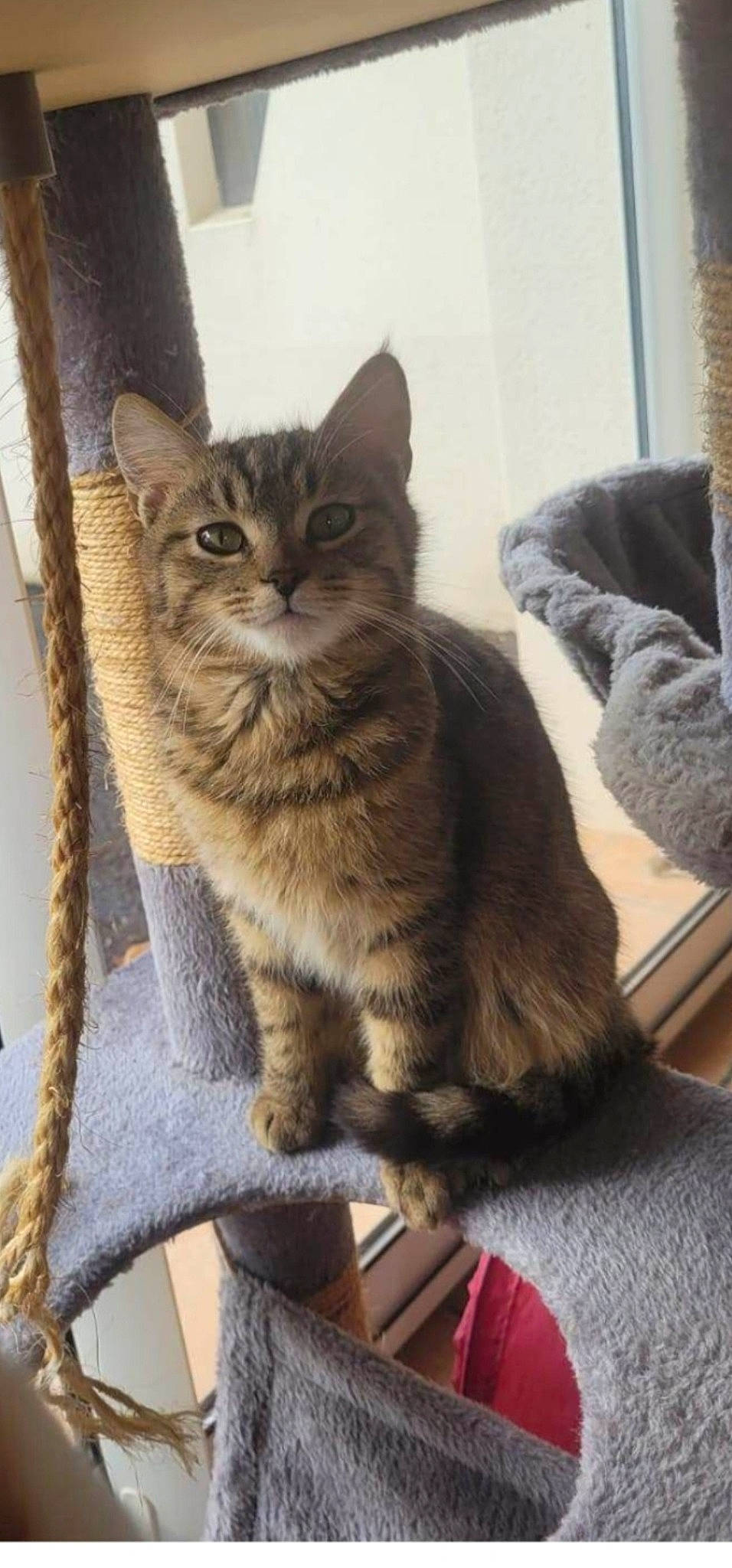 Unzo a rejoint le concours — aidez-le/la à gagner de superbes lots ! carnivore, cat, claw, comfort, domestic_short_haired_cat, eye, felidae, fur, grey, paw, sitting, small_to_medium_sized_cats, snout, tail, terrestrial_animal, whiskers, wood