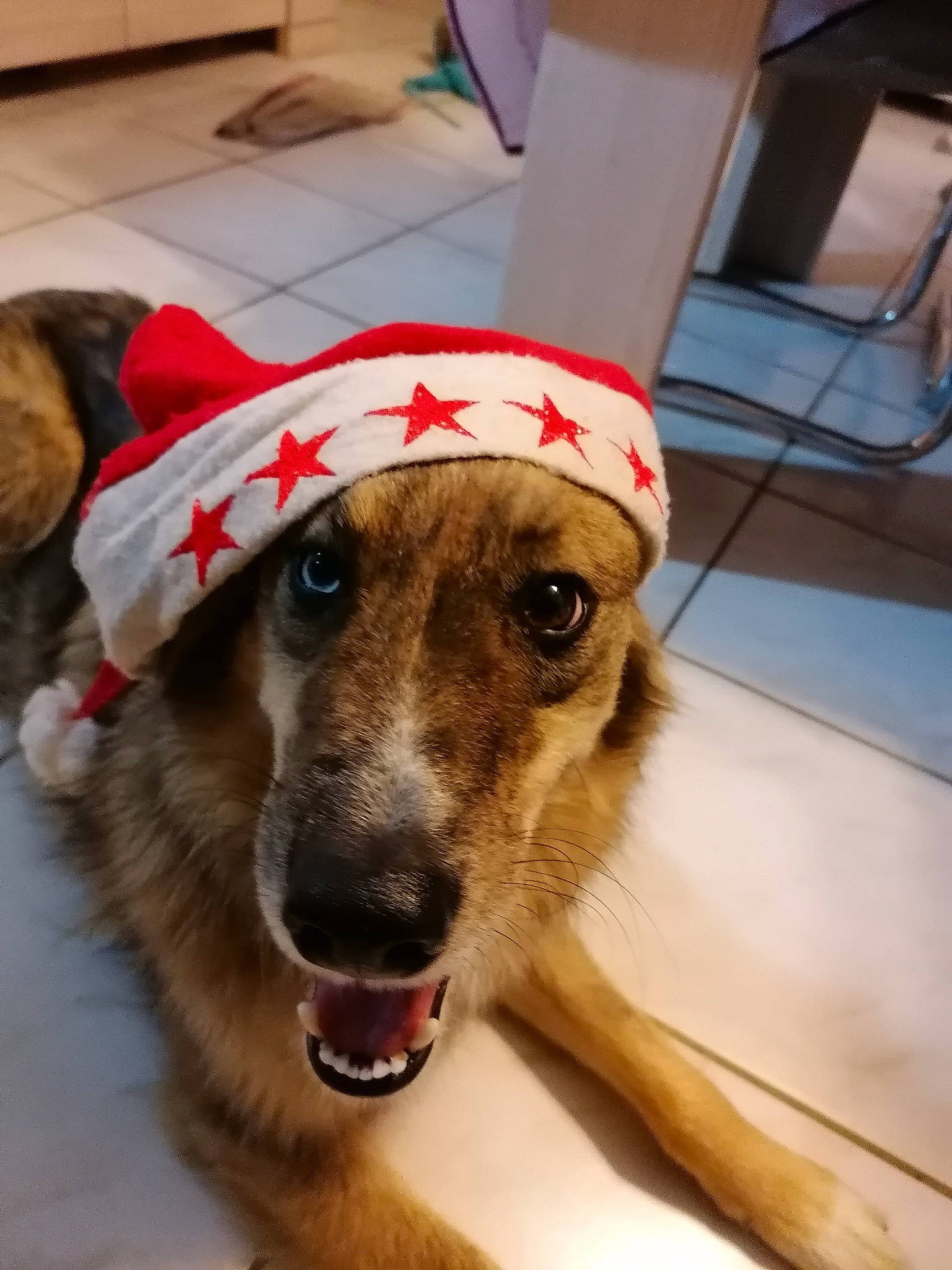 Gizmo participe au concours pour gagner de l'argent avec cette photo : canidae, cap, carnivore, collar, companion_dog, dog, dog_breed, dog_clothes, dog_collar, dog_supply, fashion_accessory, fawn, hat, leash, pet_supply, selfie, snout, sporting_group, whiskers, working_animal