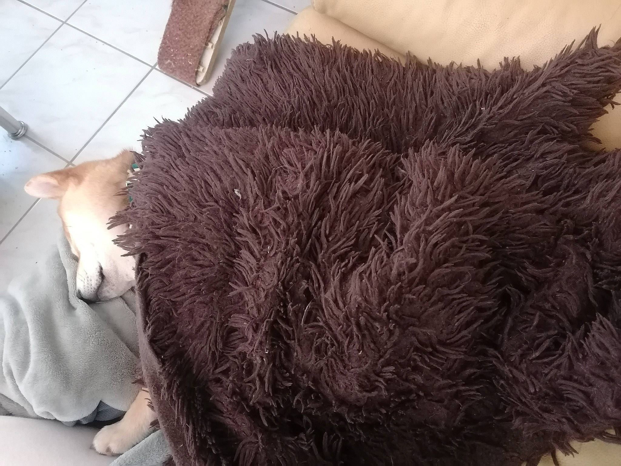 Ushi participe au concours pour gagner de l'argent avec cette photo : comfort, flooring, fur, natural_material, porcupine, tail, whiskers, wool