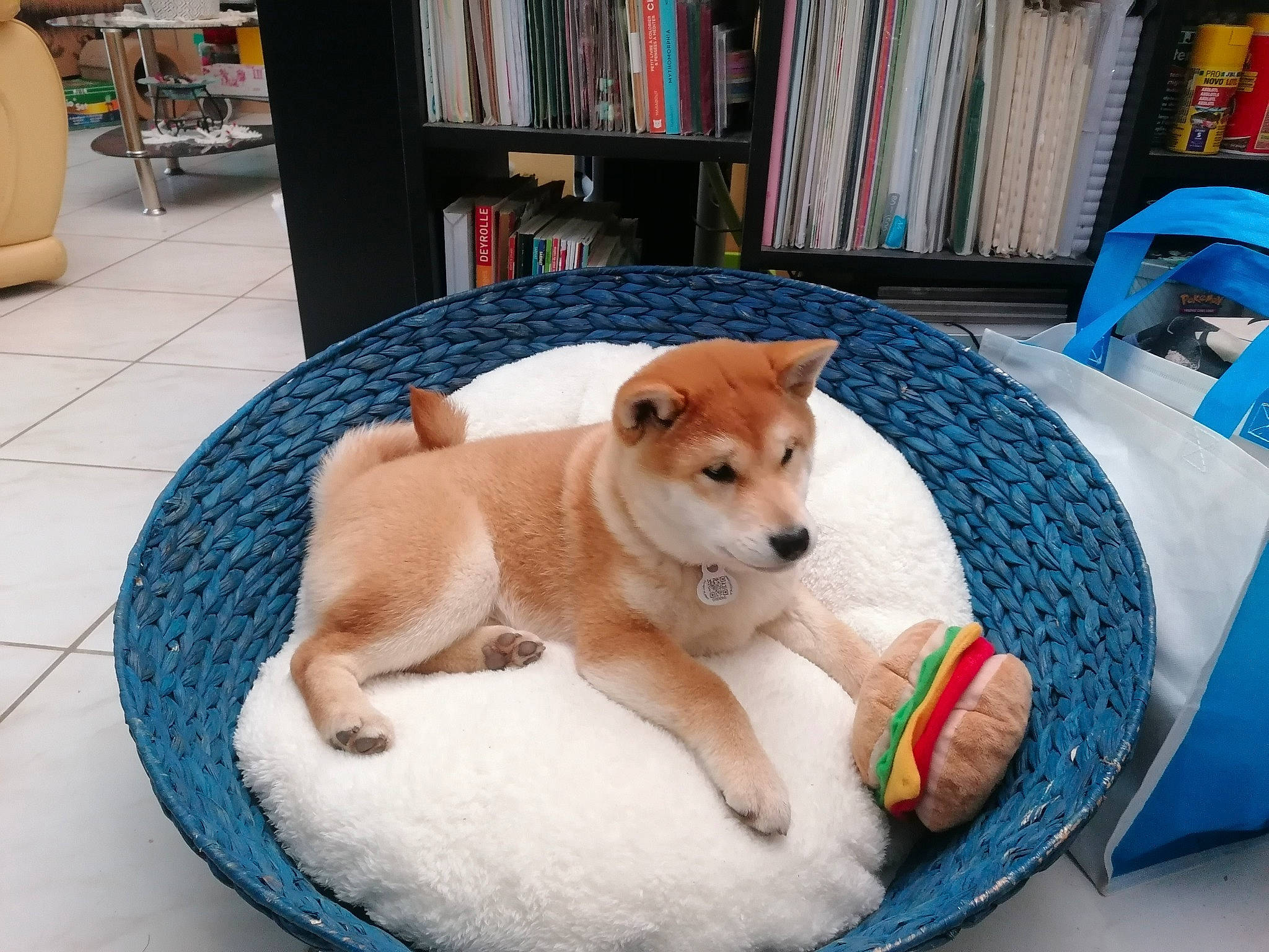 Ushi a rejoint le concours — aidez-le/la à gagner de superbes lots ! blue, bookcase, carnivore, chair, comfort, companion_dog, couch, dog, dog_bed, dog_breed, dog_supply, fawn, flooring, furniture, pet_supply, shelf, table, tail, window, wood