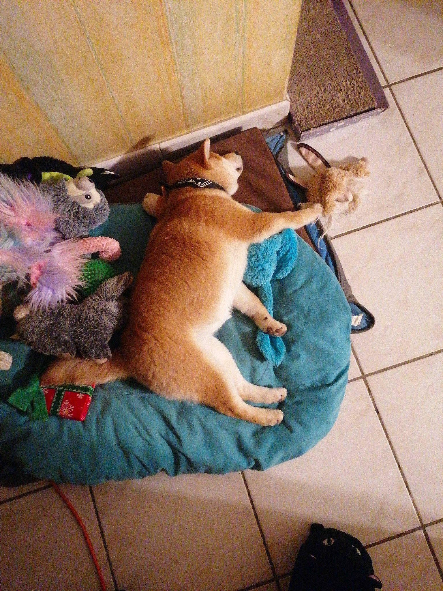 Ushi a rejoint le concours — aidez-le/la à gagner de superbes lots ! bag, canidae, carnivore, comfort, companion_dog, dog, dog_breed, fawn, flooring, fur, hardwood, human_leg, linens, luggage_and_bags, shipping_box, small_to_medium_sized_cats, sporting_group, tail, toy_dog, wood