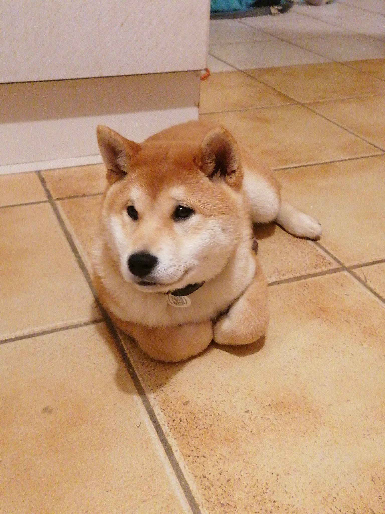 Ushi a rejoint le concours — aidez-le/la à gagner de superbes lots ! canidae, carnivore, companion_dog, dog, dog_breed, fawn, floor, flooring, fur, hardwood, paw, pet_supply, snout, sporting_group, tail, terrestrial_animal, tile_flooring, whiskers, wood, working_animal