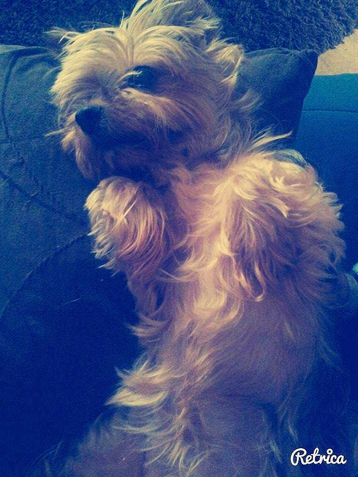 Fifille