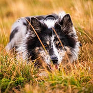 Pouicpouic participe au concours pour gagner de l'argent avec cette photo : dog, border_collie, grass, field, outdoor, nature, animal, pet, fur, ears, tongue, alert, lying_down, wild_grass, eye_contact, muzzle, summer, daylight, canine, portrait