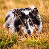 dog, border_collie, grass, field, outdoor, nature, animal, pet, fur, ears, tongue, alert, lying_down, wild_grass, eye_contact, muzzle, summer, daylight, canine, portrait