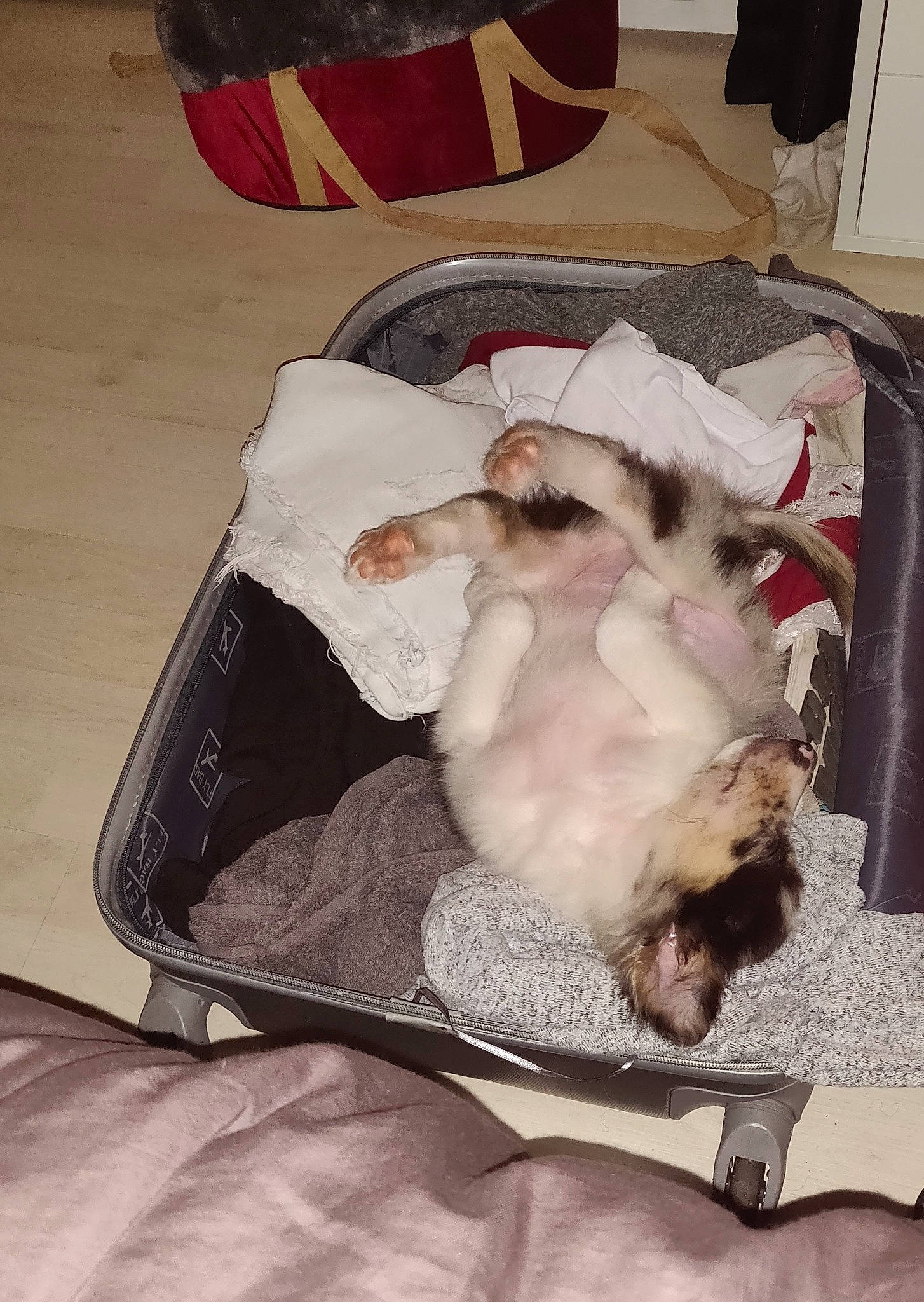 Pickle a rejoint le concours — aidez-le/la à gagner de superbes lots ! canidae, carnivore, cat, companion_dog, fawn, felidae, fur, small_to_medium_sized_cats