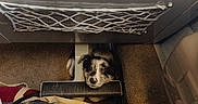 Pickle participe au concours pour gagner de l'argent avec cette photo : room, vehicle