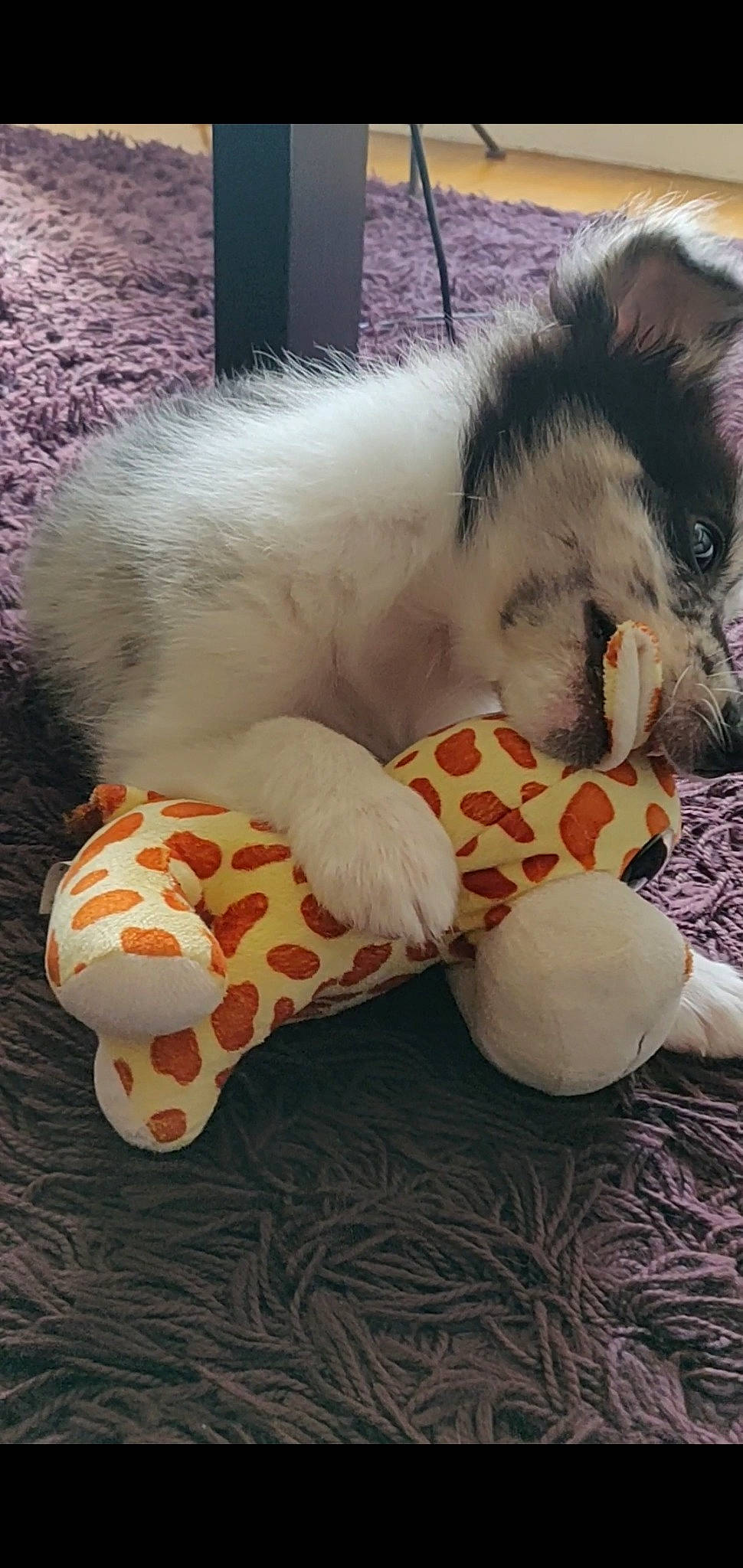 Pickle a rejoint le concours — aidez-le/la à gagner de superbes lots ! australian_shepherd, canidae, carnivore, cat, companion_dog, dog, dog_breed, felidae, fur, kitten, paw, puppy, stuffed_toy, tail
