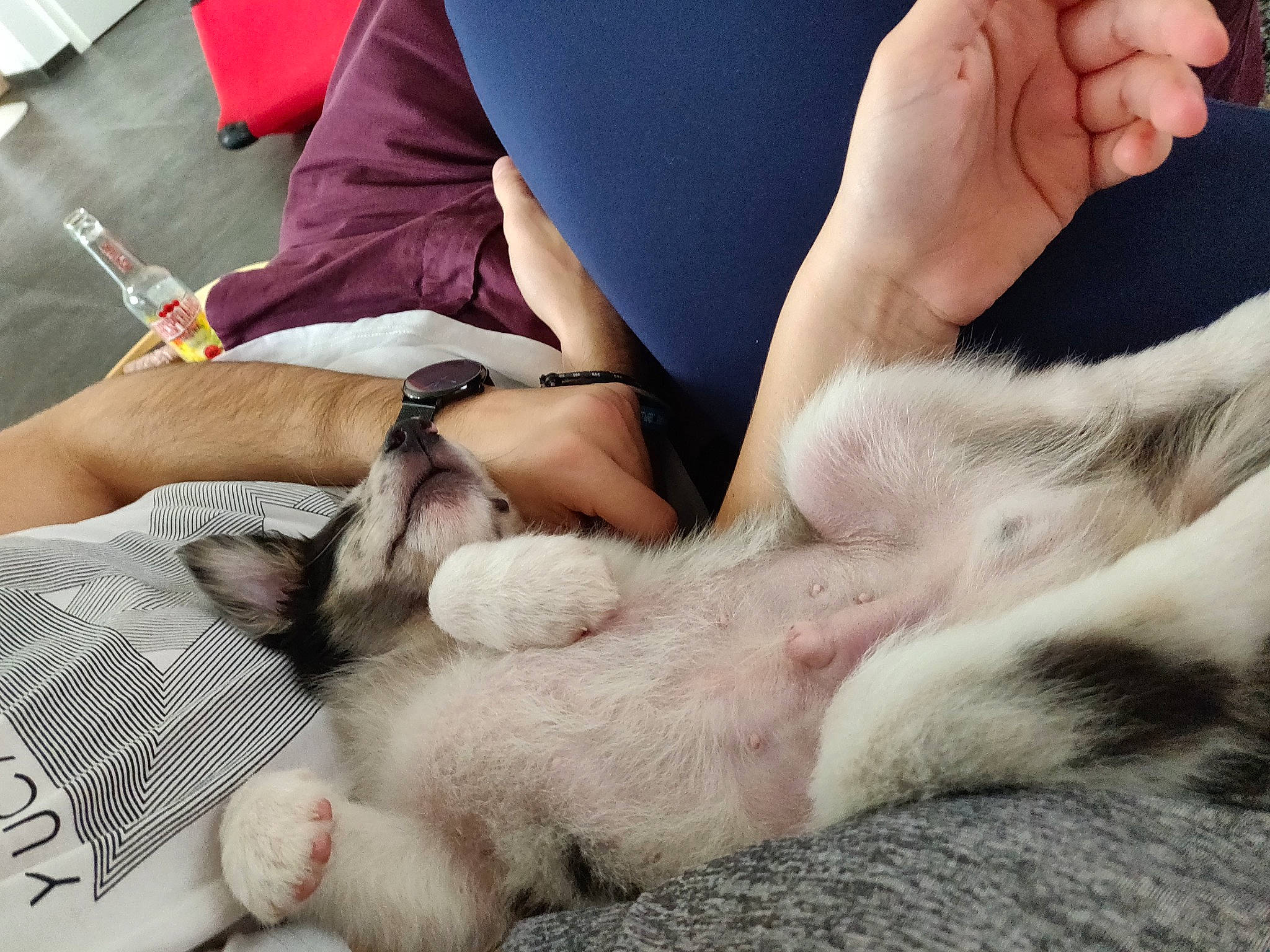 Pickle participe au concours pour gagner de l'argent avec cette photo : canidae, carnivore, cat, claw, companion_dog, dog, dog_breed, ear, foot, fur, hand, leg, nail, nap, paw, puppy, puppy_love, sleep, sole, sporting_group