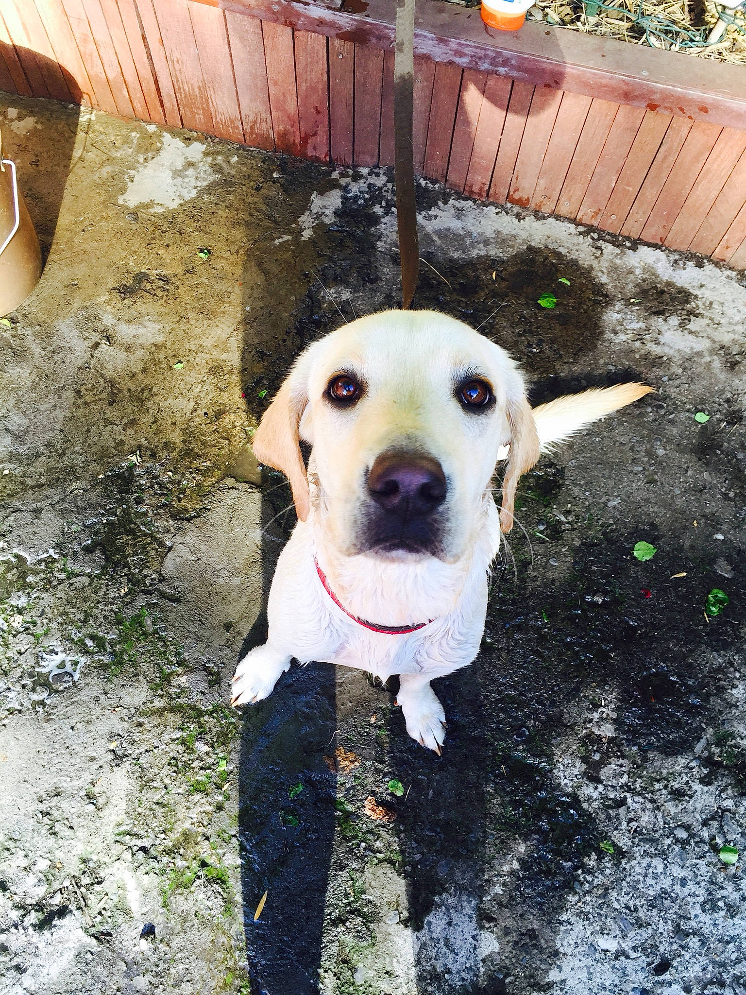 Isia a rejoint le concours — aidez-le/la à gagner de superbes lots ! animal_shelter, canidae, carnivore, collar, companion_dog, dog, dog_breed, dog_collar, dog_supply, fawn, fence, grass, pet_supply, plant, retriever, snout, sporting_group, tail, whiskers, working_animal