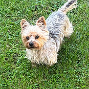 Simba participe au concours pour gagner de l'argent avec cette photo : animal_portrait, canine, daylight, dog, fluffy, garden, grass, greenery, lawn, long_hair, looking_at_camera, outdoor, pet, pointed_ears, silky_coat, small_dog, standing, tail, tan_and_gray, yorkshire_terrier