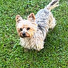 animal_portrait, canine, daylight, dog, fluffy, garden, grass, greenery, lawn, long_hair, looking_at_camera, outdoor, pet, pointed_ears, silky_coat, small_dog, standing, tail, tan_and_gray, yorkshire_terrier