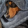 Loki a rejoint le concours — aidez-le/la à gagner de superbes lots ! dog, blanket, cozy, sleepy, snug, fur, pet, animal, closeup, soft, comfort, resting, brown, black, portrait, indoors, texture, warm, cute, wrapped