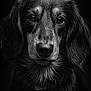 Loki participe au concours pour gagner de l'argent avec cette photo : dog, close_up, portrait, black_and_white, animal, pet, fur, eyes, face, canine, muzzle, whiskers, expression, detail, studio, dark_background, soft_light, texture, headshot, looking_at_camera