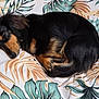 dog, sleeping, bed, blanket, tropical_pattern, leaf_pattern, black_dog, tan_markings, curled_up, pet, indoor, resting, cozy, fur, animal, cute, domestic_animal, peaceful, quiet, soft