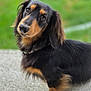 dog, dachshund, pet, animal, outdoor, grass, concrete, black_and_tan, fur, collar, portrait, cute, head_tilt, looking_up, ears, small_dog, mammal, friendly, companion, canine