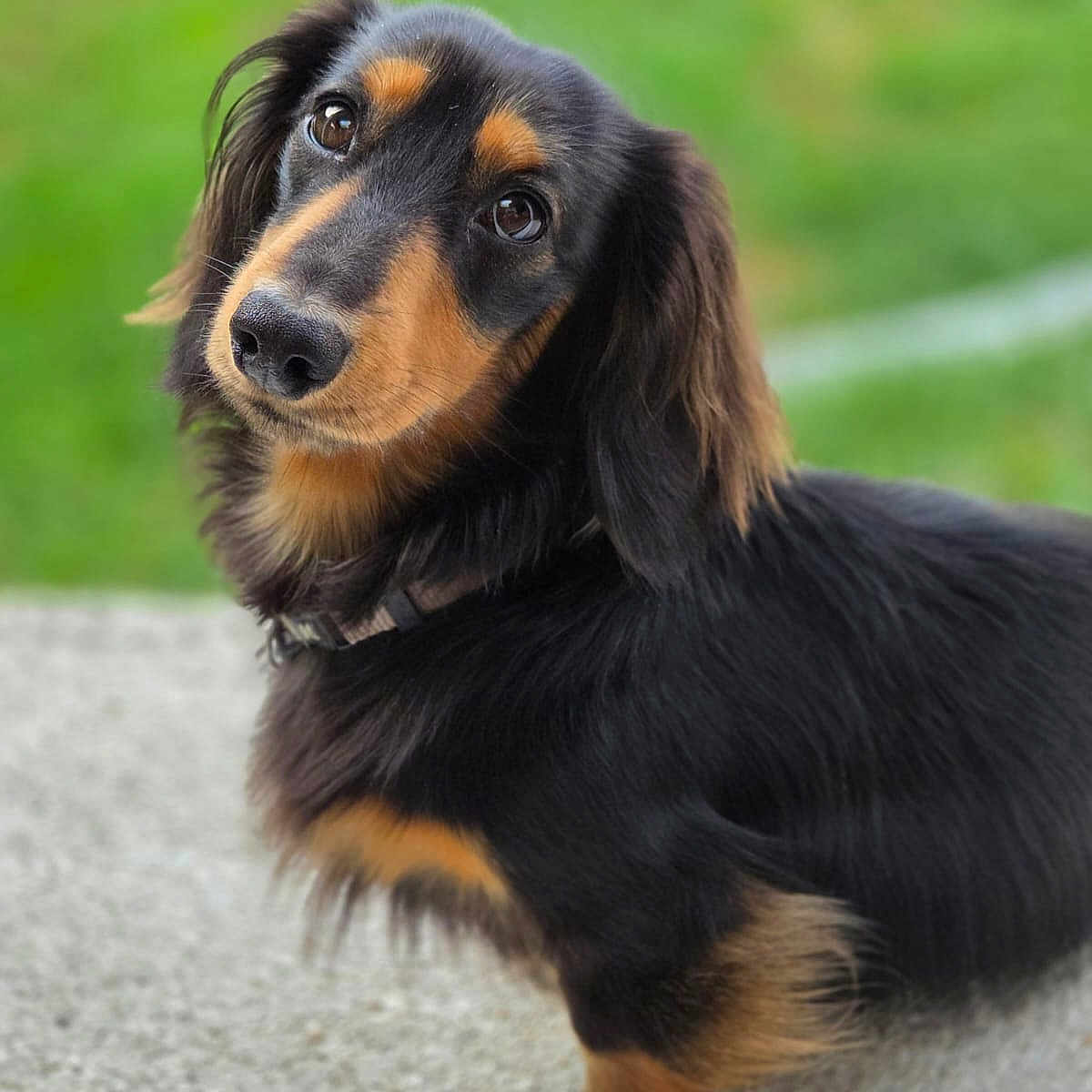 Loki a rejoint le concours — aidez-le/la à gagner de superbes lots ! animal, black_and_tan, canine, collar, companion, concrete, cute, dachshund, dog, ears, friendly, fur, grass, head_tilt, looking_up, mammal, outdoor, pet, portrait, small_dog