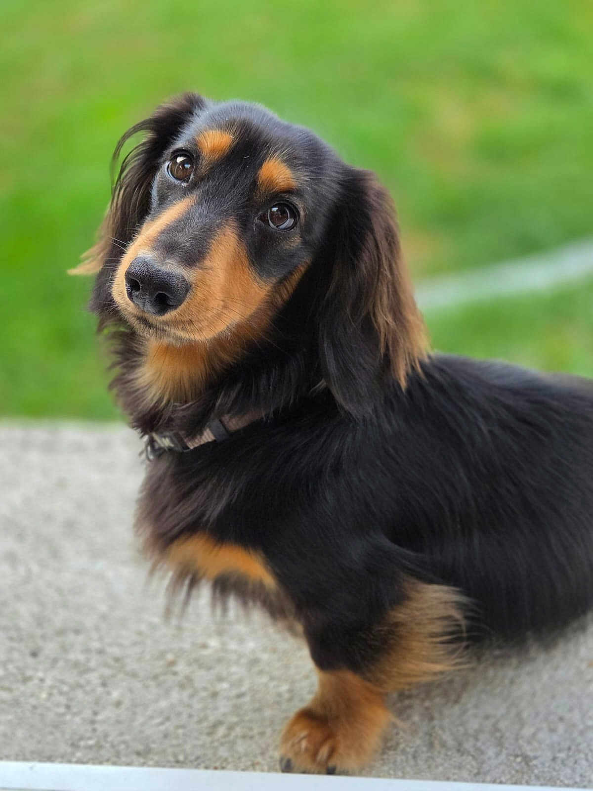 Loki a rejoint le concours — aidez-le/la à gagner de superbes lots ! dog, dachshund, pet, animal, outdoor, grass, concrete, black_and_tan, fur, collar, portrait, cute, head_tilt, looking_up, ears, small_dog, mammal, friendly, companion, canine