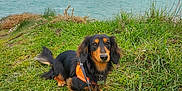 Loki a rejoint le concours — aidez-le/la à gagner de superbes lots ! dog, dachshund, leash, orange_harness, grass, coastline, rocks, waves, water, cloudy_sky, outdoor, nature, pet, canine, small_dog, fur, snout, ears, tail, landscape
