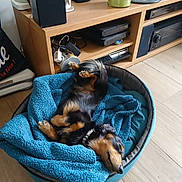 Loki participe au concours pour gagner de l'argent avec cette photo : dog, pet, sleeping, bed, blanket, indoor, wooden_floor, cabinet, electronics, decor, cozy, relaxation, small_dog, black_and_tan, collar, fur, resting, home, comfort, napping
