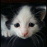 Theo is registered to the contest to win money with this photo: kitten, cat, close_up, black_and_white, pet, animal, whiskers, cute, curious, face, eyes, fur, young, indoor, portrait, small, mammal, feline, looking, head