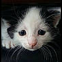 kitten, cat, close_up, black_and_white, pet, animal, whiskers, cute, curious, face, eyes, fur, young, indoor, portrait, small, mammal, feline, looking, head