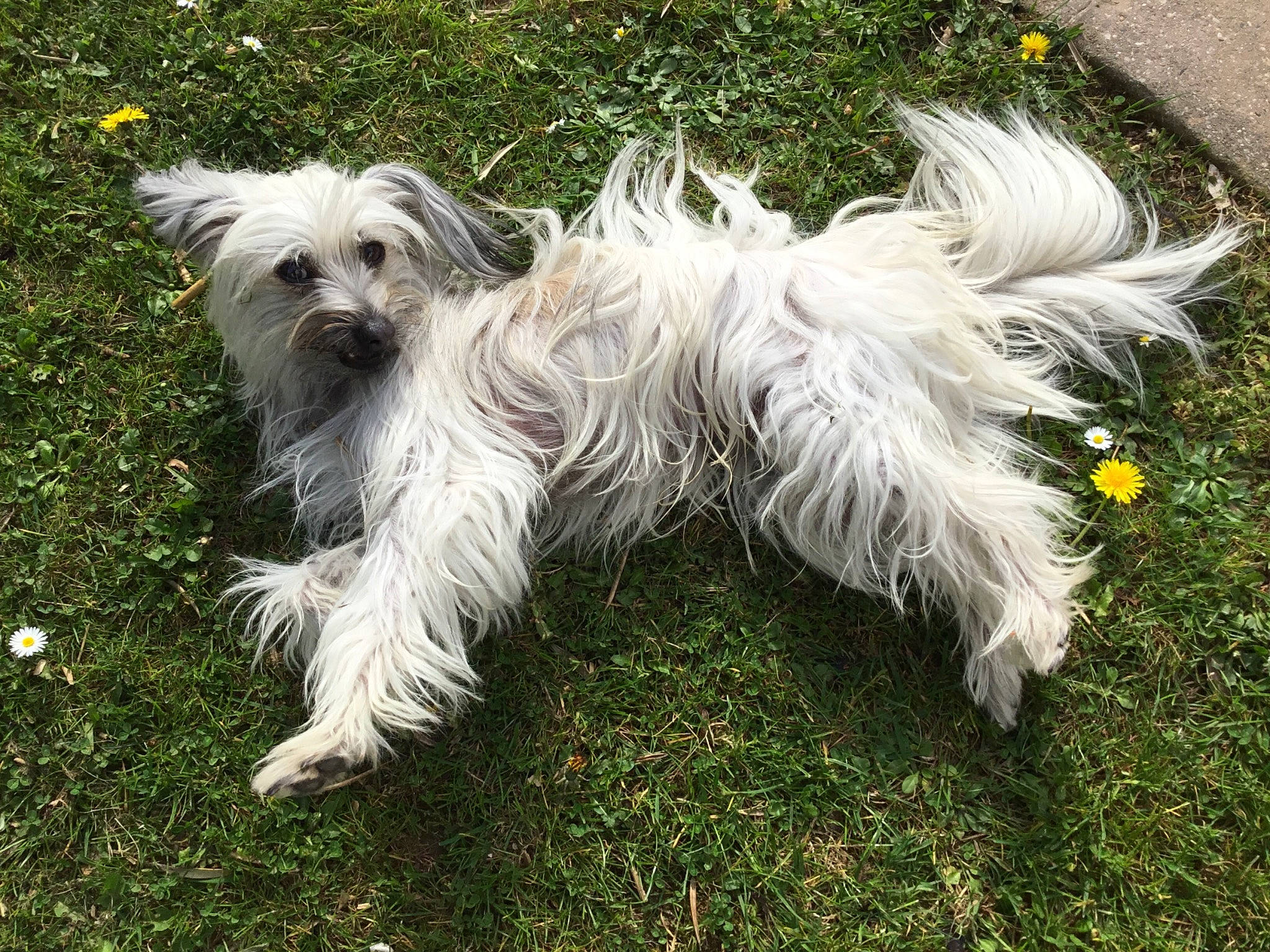 Ranger participe au concours pour gagner de l'argent avec cette photo : biewer_terrier, canidae, carnivore, cockapoo, companion_dog, dog, dog_breed, dog_collar, dog_supply, grass, maltepoo, non_sporting_group, plant, poodle_crossbreed, small_terrier, snout, sporting_group, terrier, toy_dog, working_animal