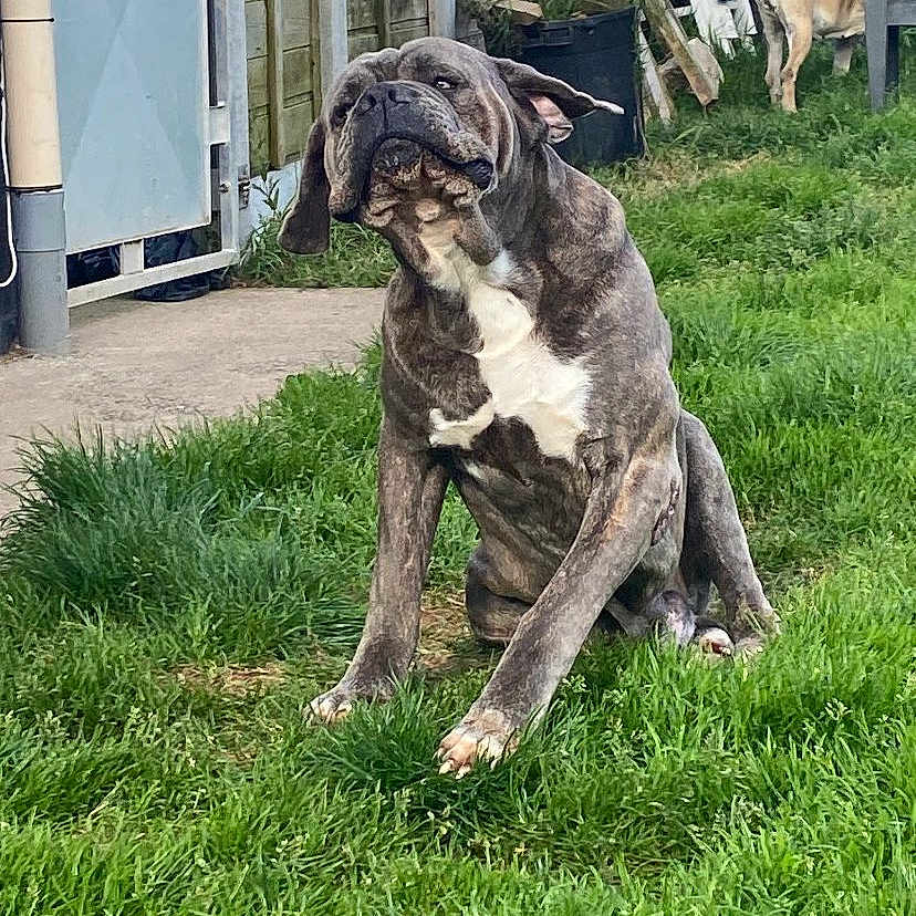 Tyson participe au concours pour gagner de l'argent avec cette photo : dog, grass, backyard, fence, scratching, brindle, pet, outdoor, animal, greenery, chair, lawn, yard, canine, paw, resting, sunlight, domestic_animal, nature, playful