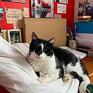 Galax participe au concours pour gagner de l'argent avec cette photo : animal, black_and_white, cat, couch, cozy, desk, domestic_animal, feline, furniture, home, indoor, pen_holder, photograph, pillow, portrait, poster, red_wall, relaxed, resting, stationery