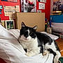 animal, black_and_white, cat, couch, cozy, desk, domestic_animal, feline, furniture, home, indoor, pen_holder, photograph, pillow, portrait, poster, red_wall, relaxed, resting, stationery
