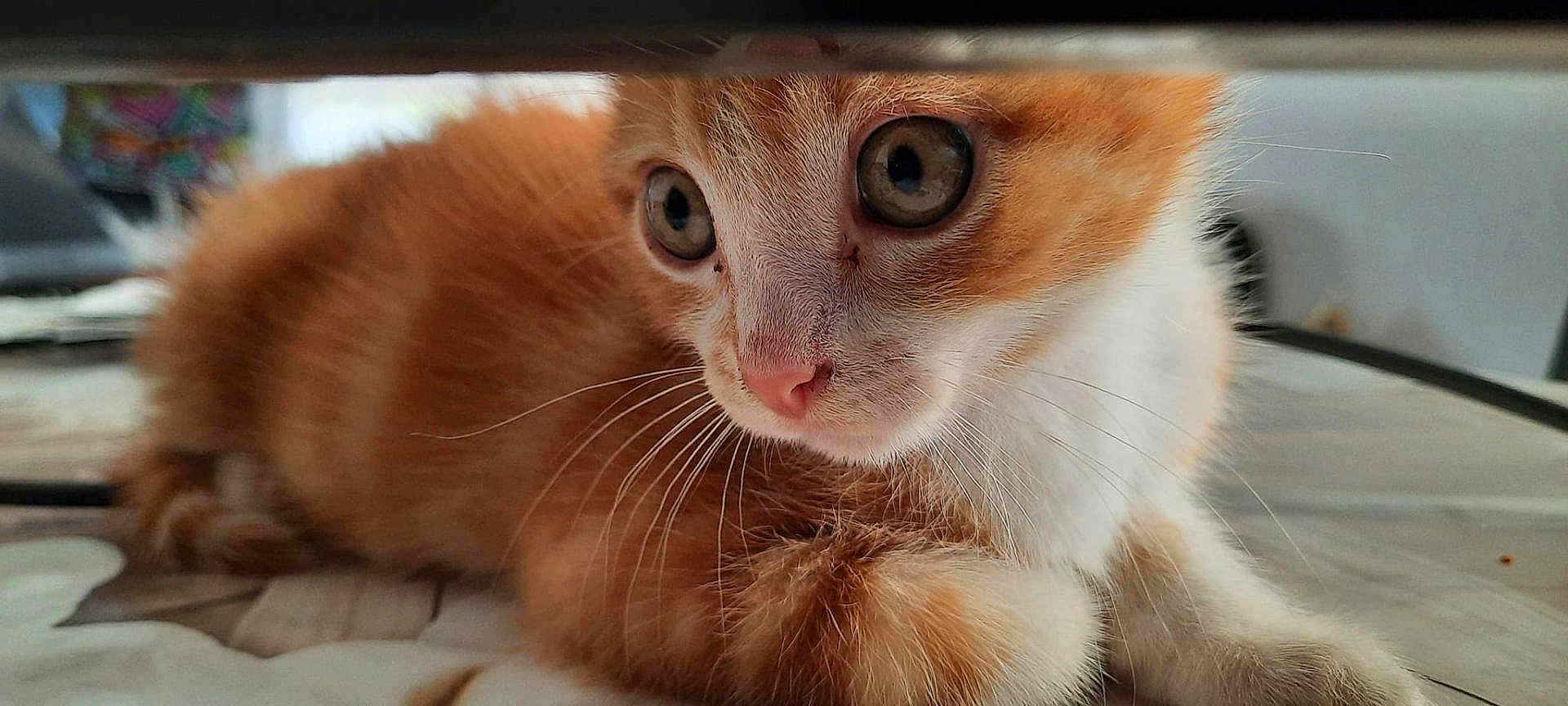 Vénus