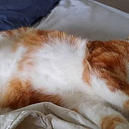 Vénus participe au concours pour gagner de l'argent avec cette photo : animal, bed, blanket, cat, collar, cozy, cute, domestic_cat, feline, fur, indoor, orange_cat, paw, pet, relaxed, resting, sleep, sleeping, whiskers, white_cat