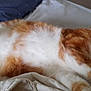animal, bed, blanket, cat, collar, cozy, cute, domestic_cat, feline, fur, indoor, orange_cat, paw, pet, relaxed, resting, sleep, sleeping, whiskers, white_cat