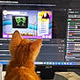 Vénus participe au concours pour gagner de l'argent avec cette photo : animal, cat, chat, computer, cup, curious, desk, feline, gaming, home, indoor, internet, kitten, live_stream, monitor, orange_cat, pet, screen, table, technology