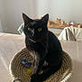 animal, basket, black_cat, cat, cozy, curious, domestic_cat, feline, home_decor, indoor, looking, pet, quiet, sitting, soft_lighting, table, whiskers, wooden_decorations, woven_basket, yellow_eyes