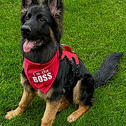 Lucky is registered to the contest to win money with this photo: dog, puppy, german_shepherd, grass, red_bandana, pet, outdoor, animal, cute, tongue_out, ears_up, happy, sitting, playful, canine, young_dog, pet_accessory, nature, greenery, alert