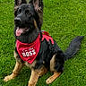 dog, puppy, german_shepherd, grass, red_bandana, pet, outdoor, animal, cute, tongue_out, ears_up, happy, sitting, playful, canine, young_dog, pet_accessory, nature, greenery, alert