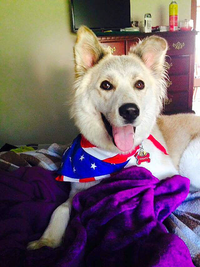 Holley joined the competition — help win amazing prizes! berger_blanc_suisse, canidae, carnivore, dog, dog_breed, mammal, northern_inuit_dog, pembroke_welsh_corgi, puppy, rare_breed_dog, siberian_husky, snout, tamaskan_dog, vertebrate, white_shepherd, wolfdog, working_dog