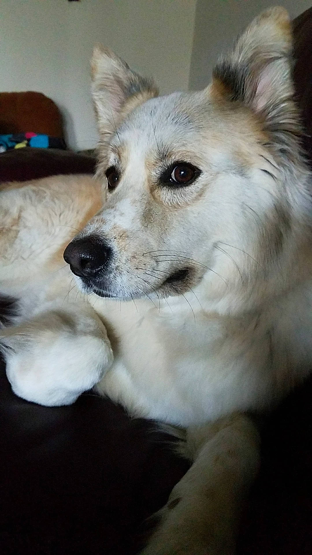 Holley is registered to the contest to win money with this photo: american_eskimo_dog, berger_blanc_suisse, canaan_dog, canadian_eskimo_dog, canidae, carnivore, companion_dog, dog, dog_breed, mammal, non_sporting_group, norwegian_buhund, rare_breed_dog, snout, vertebrate, whiskers