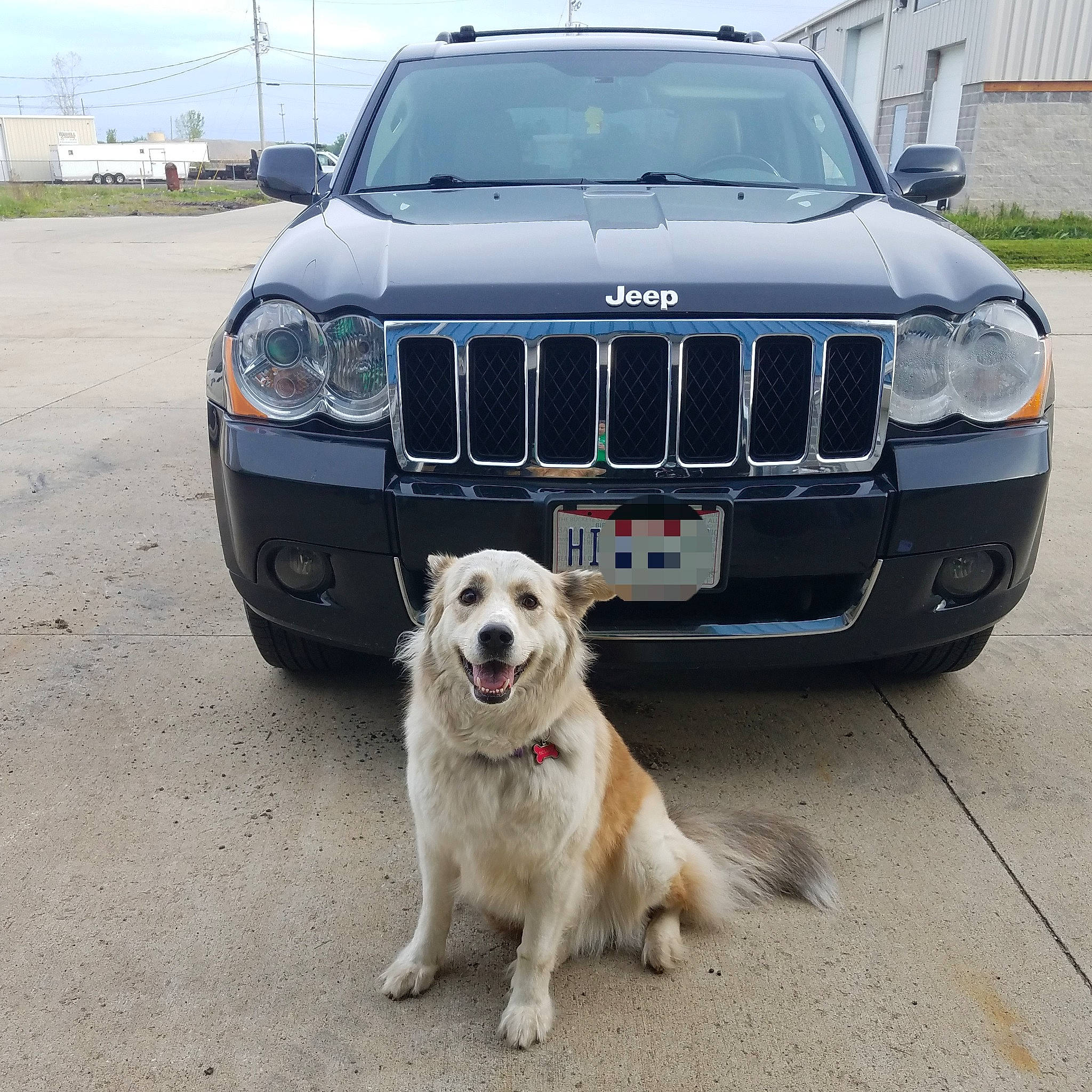 Holley is registered to the contest to win money with this photo: automotive_exterior, automotive_fog_light, automotive_lighting, automotive_tire, bumper, canidae, car, compact_sport_utility_vehicle, dog, glass, grille, headlamp, hood, light, natural_environment, sport_utility_vehicle, tire, transport, vehicle, white