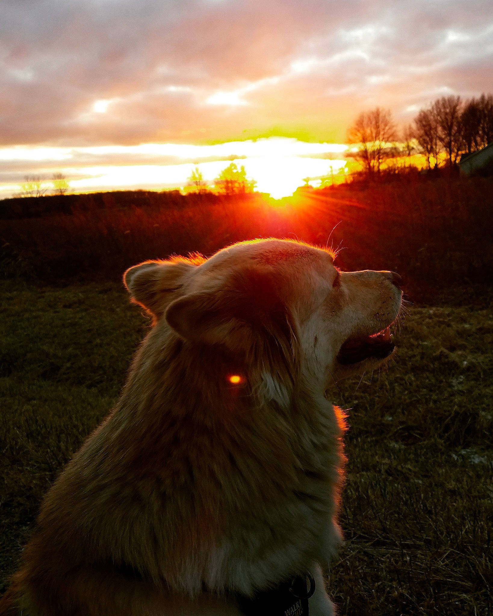 Holley joined the competition — help win amazing prizes! backlighting, canidae, carnivore, cloud, dog, dog_breed, dusk, evening, golden_retriever, lens_flare, light, morning, retriever, sky, snout, sporting_group, sun, sunlight, sunrise, sunset