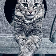 Lionisa is registered to the contest to win money with this photo: animal, cat, cozy, cute, ears, face, feline, fur, home, indoor, lounging, paws, pet, portrait, relaxed, resting, scratching_post, tabby, texture, whiskers