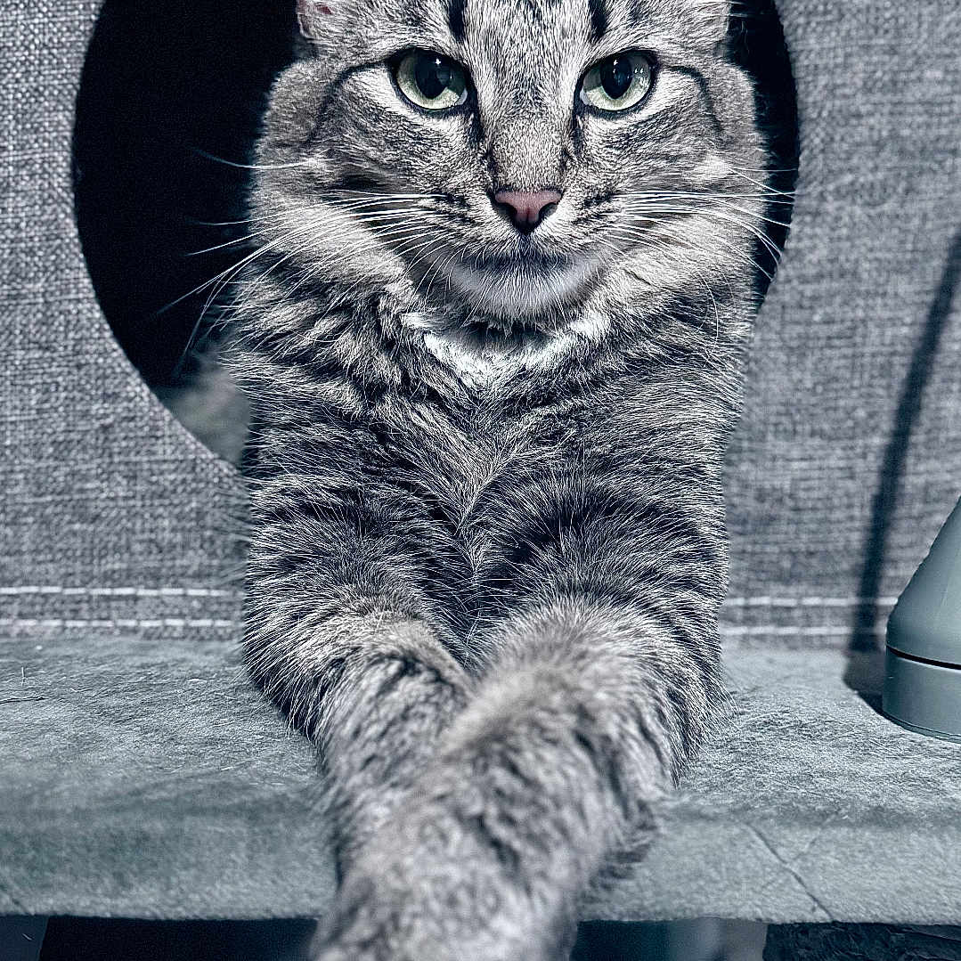 Lionisa is registered to the contest to win money with this photo: animal, cat, cozy, cute, ears, face, feline, fur, home, indoor, lounging, paws, pet, portrait, relaxed, resting, scratching_post, tabby, texture, whiskers