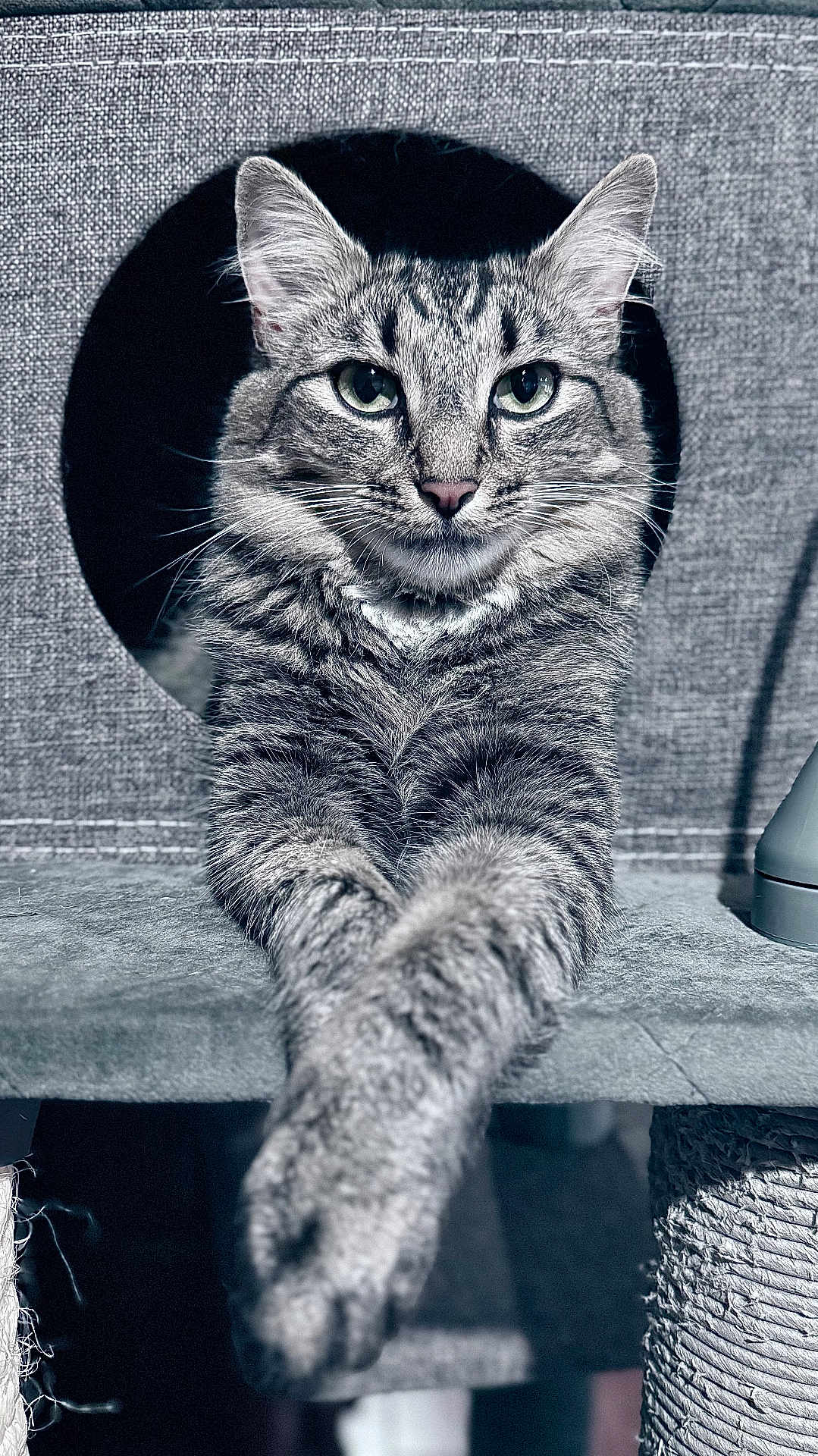Lionisa is registered to the contest to win money with this photo: animal, cat, cozy, cute, ears, face, feline, fur, home, indoor, lounging, paws, pet, portrait, relaxed, resting, scratching_post, tabby, texture, whiskers