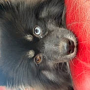 Angel a rejoint le concours — aidez-le/la à gagner de superbes lots ! dog, puppy, pomeranian, heterochromia, blue_eye, brown_eye, black_fur, fluffy_fur, closeup, portrait, red_leather, car_interior, seat, handbag, nose, whiskers, ears, stare, cute, pet